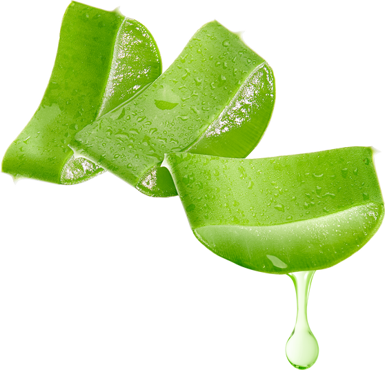 Aloe vera gel dripping from aloe vera slice