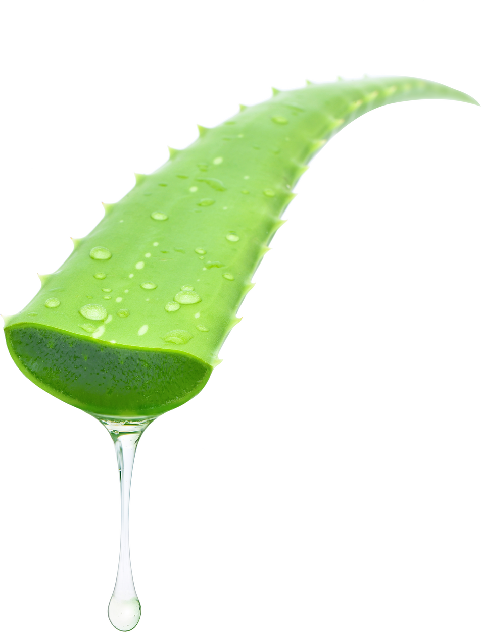 aloe vera leaf isolated white